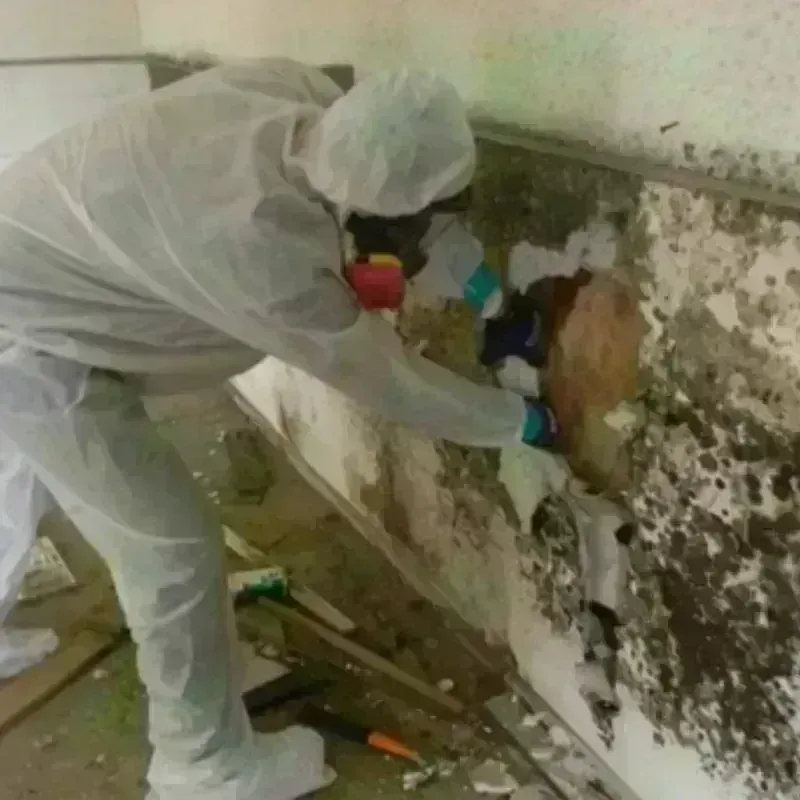 Mold Remediation and Removal in Penitas, TX